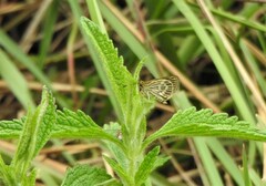 Callimormus interpunctata