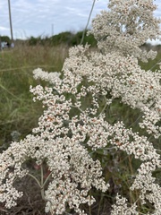 Eriogonum multiflorum
