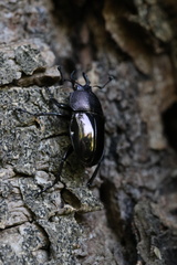 Streptocerus speciosus