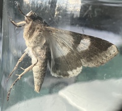 Melipotis famelica