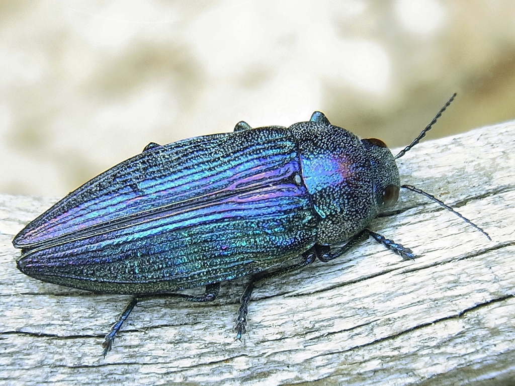 Buprestis rustica