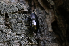 Streptocerus speciosus