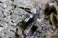 Streptocerus speciosus