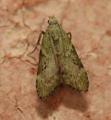 Heteromicta poeodes