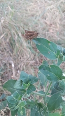 Cymaenes odilia