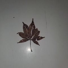 Acer palmatum