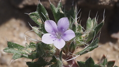 Langloisia setosissima setosissima
