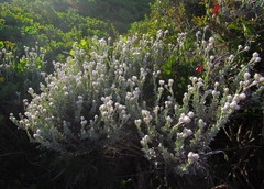 Achyranthemum argenteum