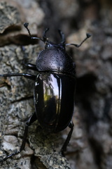 Streptocerus speciosus