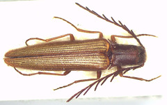 Drymelater testaceus