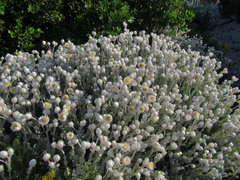 Achyranthemum argenteum