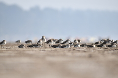 Calidris alpina