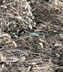 Dendrelaphis punctulatus