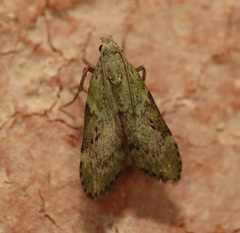 Heteromicta poeodes