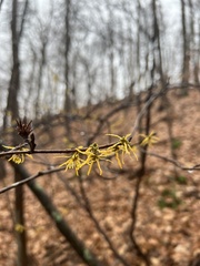 Hamamelis