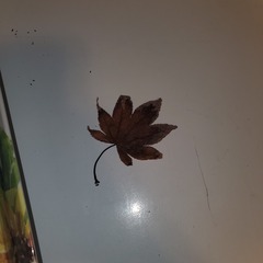 Acer palmatum