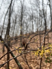 Hamamelis