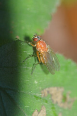 Thricops diaphanus