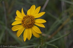 Sidneya tenuifolia