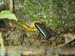 Ameerega simulans
