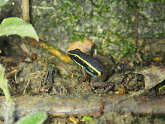 Ameerega simulans