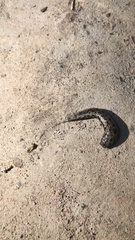 Megapallifera mutabilis