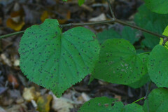 Paracercosporidium microsorum