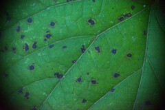 Paracercosporidium microsorum