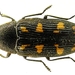 Buprestis novemmaculata - Photo Siga, no known copyright restrictions (public domain)