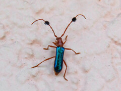 Compsocerus violaceus