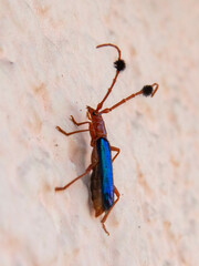 Compsocerus violaceus