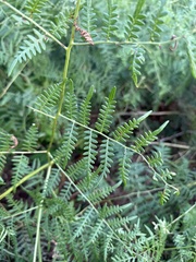 Pteridium caudatum