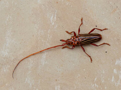 Chydarteres striatus