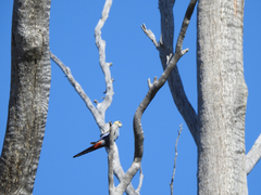 Platycercus adscitus