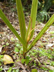 Pterostylis cardiostigma