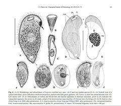Aegyria rostellum