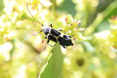 Calydon submetallicum