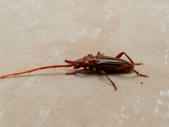 Chydarteres striatus