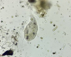 Hypotrichia