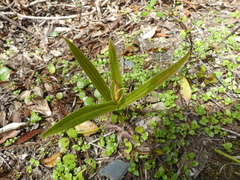 Pterostylis cardiostigma