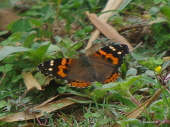 Vanessa indica pholoe