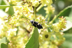 Calydon submetallicum