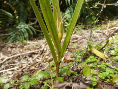 Pterostylis cardiostigma