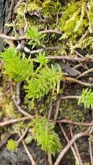Petrosedum rupestre