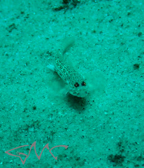 Istigobius hoesei