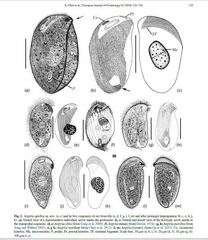 Aegyria rostellum