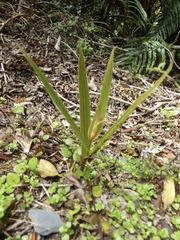 Pterostylis cardiostigma