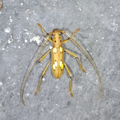 Eburodacrys sanguinipes