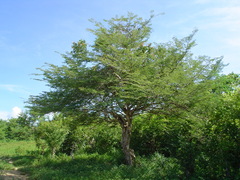 Chloroleucon mangense mangense