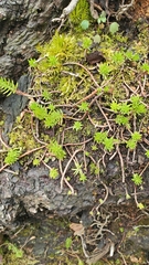 Petrosedum rupestre